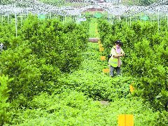 深耕有机农业推进乡村振兴