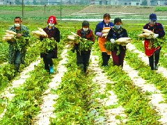南充“菜篮子”货足价又稳