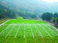 仪陇产业更兴旺生活更富裕