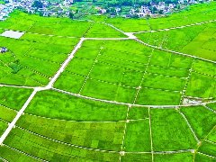 南充：“农业多贡献”筑牢高质量发展之基
