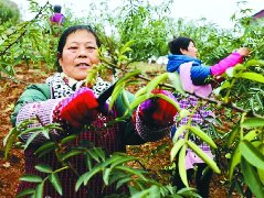 种好花椒树走上幸福路