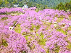 五万余株樱花树如锦似霞到南充邂逅最美的春天