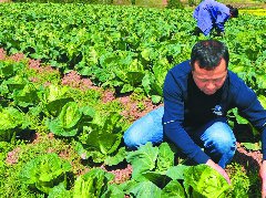 蓬安兴旺镇产业兴旺俏争春乡村振兴巧排兵