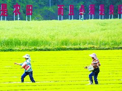 阆中：青青禾苗壮施肥正当时