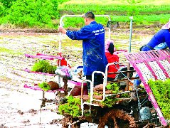 田间插秧忙农机“唱主角”