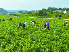 300余亩薄荷飘香