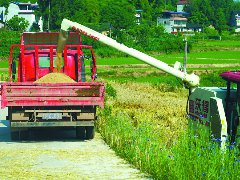 今年高坪区小麦种植面积10万余亩，机械化率80%