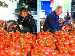 番茄丰收村民增收