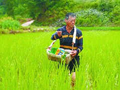 水稻追肥正当时田间地头作业忙