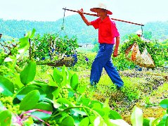 西充种植花椒2万亩  为乡村振兴增“香”添“味”