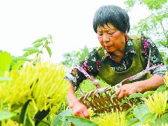 图山寺村金银花开