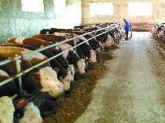 四川南部县昌源生态养殖有限公司养殖肉牛近500头，带动30余名村民就近