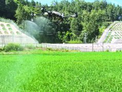 统防统治+绿色防控  确保水稻增产增收
