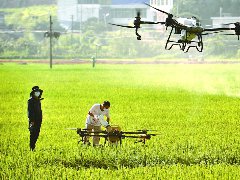 无人机防治病虫害助力水稻稳产增产