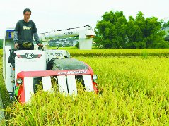 水稻丰收农机“唱主角”