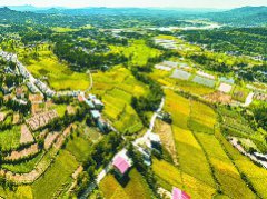 仪陇县36.5万亩水稻渐次成熟