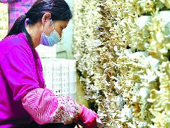 小小秀珍菇撑起“致富伞”