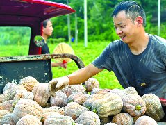 嘉陵区金香南瓜销往北上广