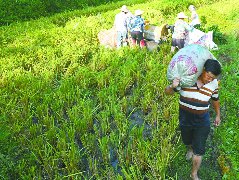 阆中27万亩水稻收割近尾声，预计总产量