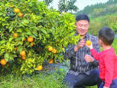 从苗木繁育、基地种植到鲜果储销——  小柑橘种出“甜蜜”产业链