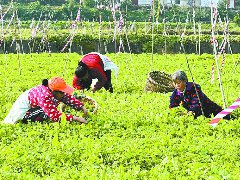 嘉陵因村施策做大“菜园子”