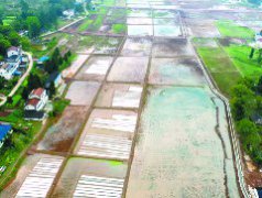 黄渡镇“水淹田”变高产田