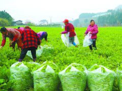 定水镇把“闲田”变“忙田”