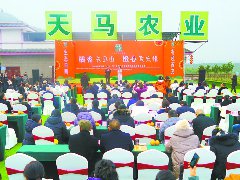 小柑橘长成甜蜜大产业 全县柑橘种植面积达18万余亩