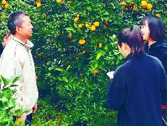 山东人扎根南充16年 把小小柑橘做成大产业