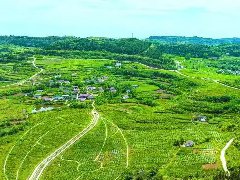 把桑叶变“金叶” 铺出一条致富路