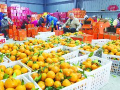南充柑橘丰收销全国