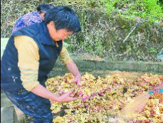 营山县双流镇打造有山里味道的生姜品牌