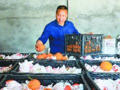 订单式销售晚熟柑橘助农增收