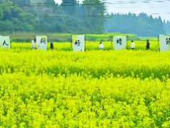 会龙第二届万亩油菜赏花季开幕  春风吹暖“花经济”