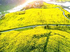 千亩油菜花绽放中法农业科技园