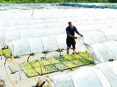 流转土地2000多亩，从种到收全程机械化