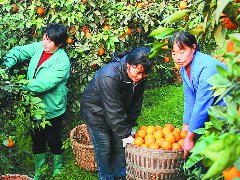 南充80万亩晚熟柑橘“错季”上市