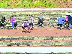 农技到田间 指导集中育秧