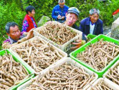 种植面积近4万亩，预计鲜品产量4万余吨