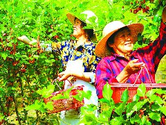 小小桑葚果 长成甜蜜“产业链”