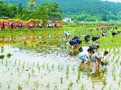 打造“一乡一节”本土文旅品牌唱响农文旅融合“田园牧歌”