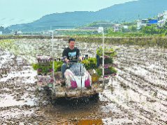 全市228万亩水稻有序播栽
