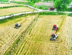 顺庆区7.6万余亩小麦收割近尾声