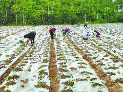 高坪区加快推进农业高质量发展  现代农业领跑 庭院经济拓宽增收新路