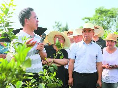 专家走进“田间大课堂” 传授夏季柑橘园管理技术