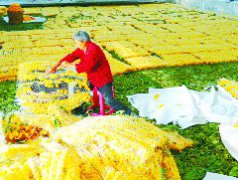小小“黄金茧” 致富“金疙瘩”