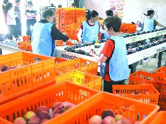 中法农业科技园循环农业园建成伏季水果园3000亩