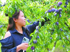 李子成熟 线上线下卖得火