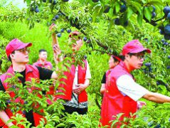 党员志愿者助力 解果农燃眉之急