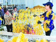 蚕宝宝吐出“黄金茧” 全年产值约120万元